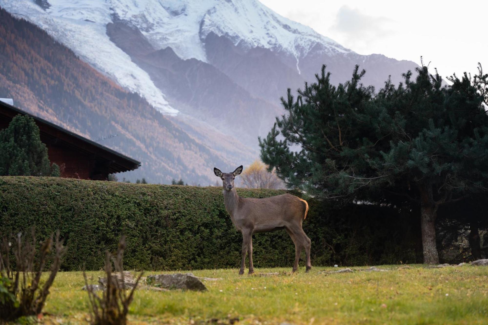 Chalet La Pagode, Vue Mont-Blanc Et Jardin Prive Chamonix Eksteriør billede